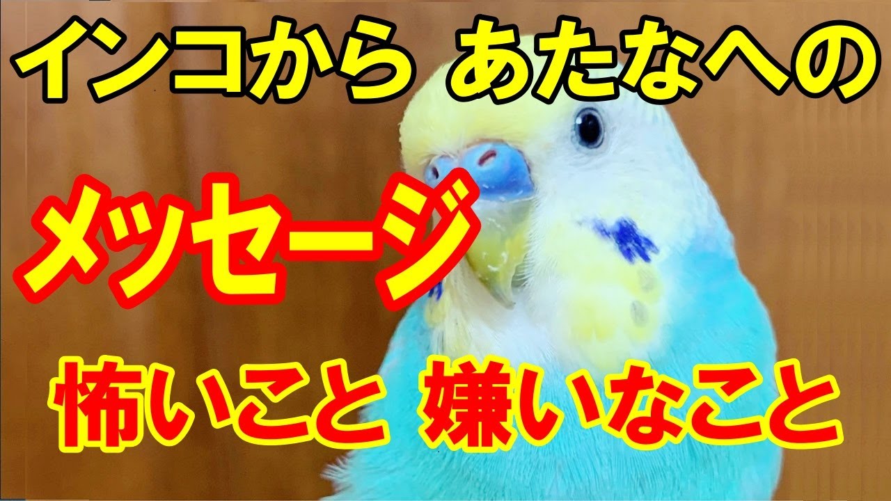 【セキセイインコ】インコがどうしても飼い主さんに伝えたい !!　怖い事と嫌いなこと