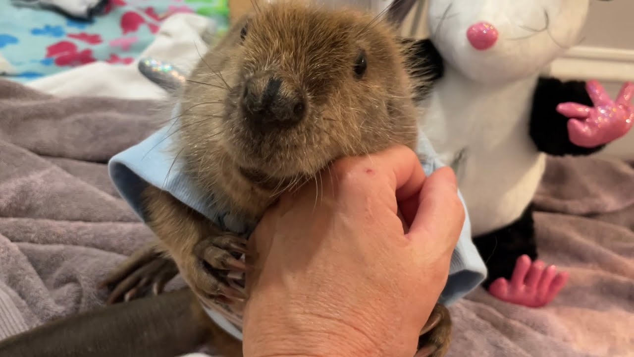 Tulip is too adorable