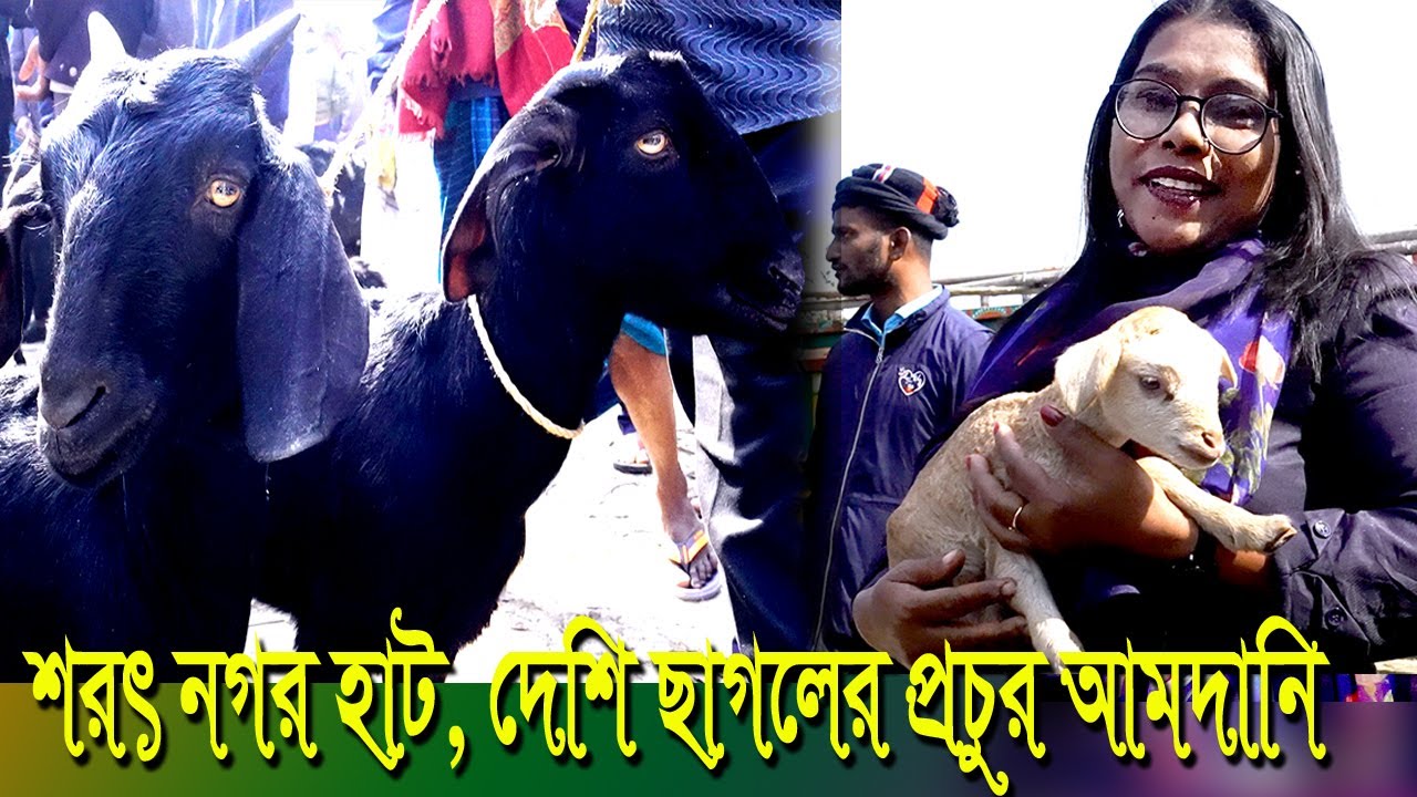 শরৎ নগর  হাট  দেশি ছাগলের প্রচুর আমদানি  MUNNI KRISHI CHITRO