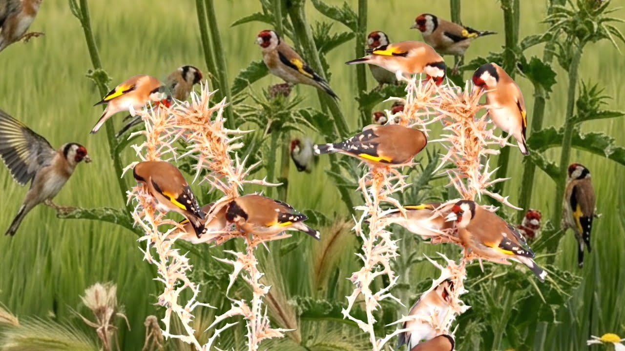 بتبتة الحسون تحفيز الحسون على التغريد والهيجان علاج صمت الحسون goldfinch stimulation #birds 