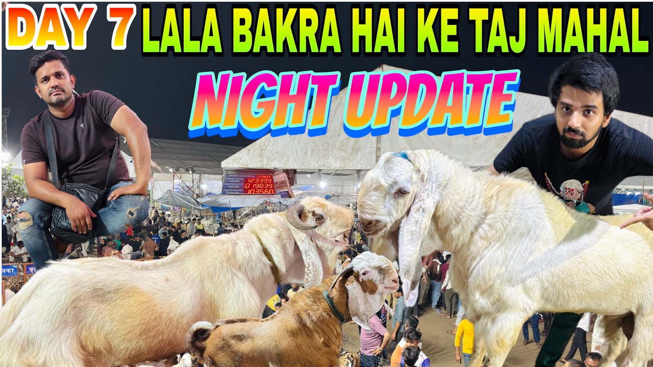DEONAR BAKRA MANDI DAY 7 NIGHT LATEST UPDATE 1 June 2025 | LALA BAKRA HAI KE TAJ MAHAL |
