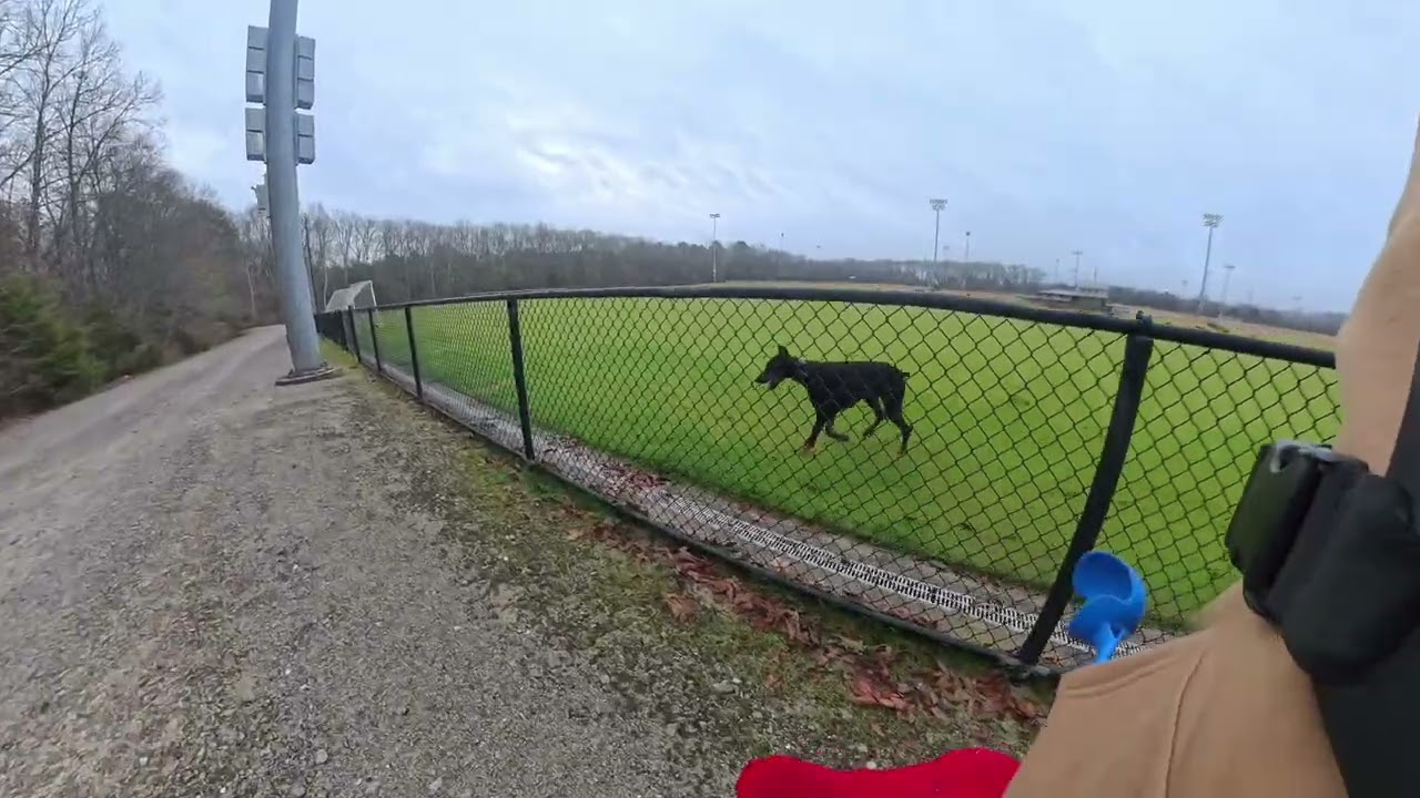 Doberman barrier walking with obstacles 