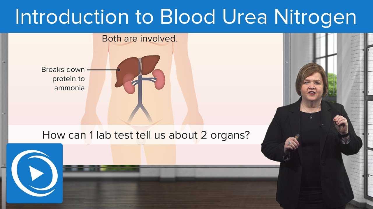 Introduction to Blood Urea Nitrogen (BUN) Test &ndash; Med-Surg | Lecturio Nursing
