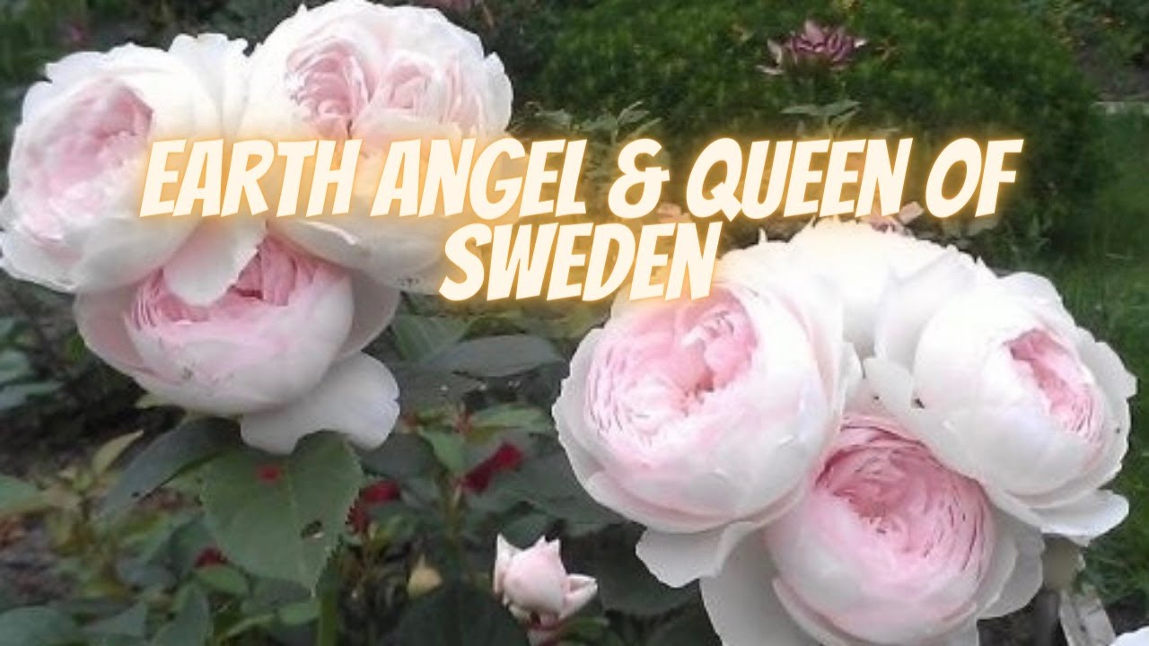 EARTH ANGEL ROSE  and QUEEN OF SWEDEN ROSE  ||  Few days before  Pacific North West heat wave 🧚🥂