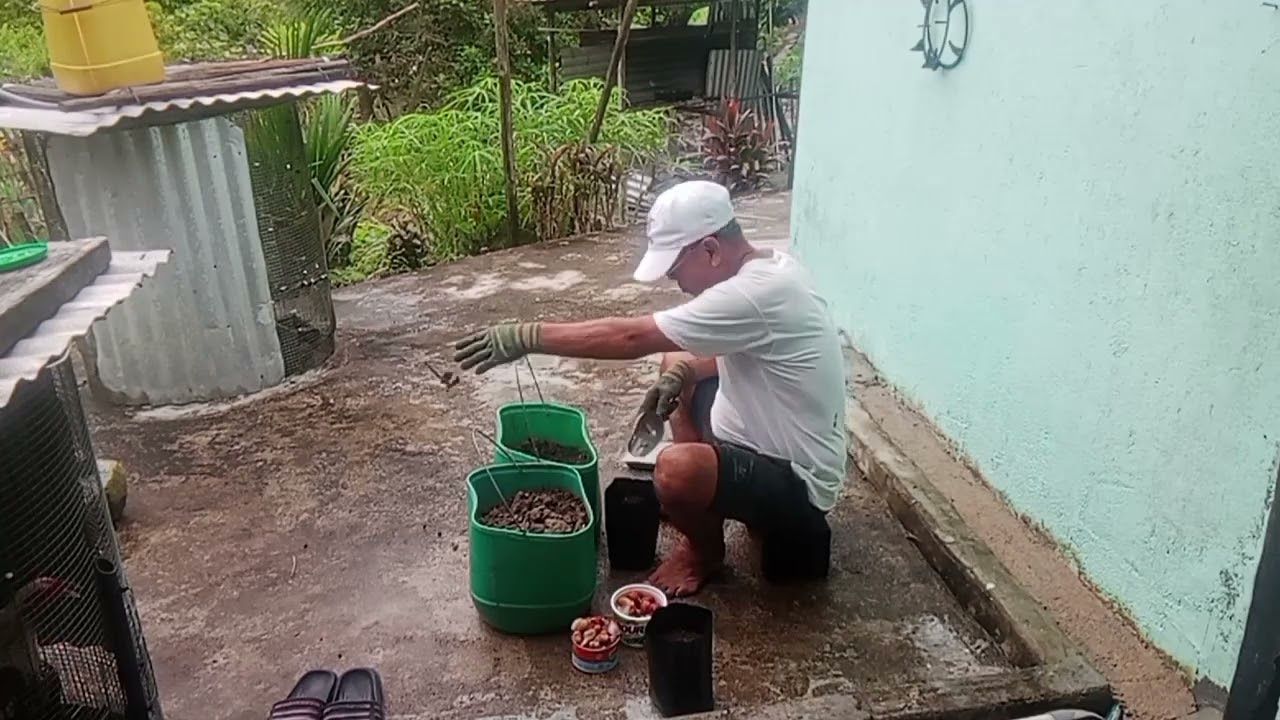 NERENAK KA BIJI DURIAN KUNING BA POLLY BAG.