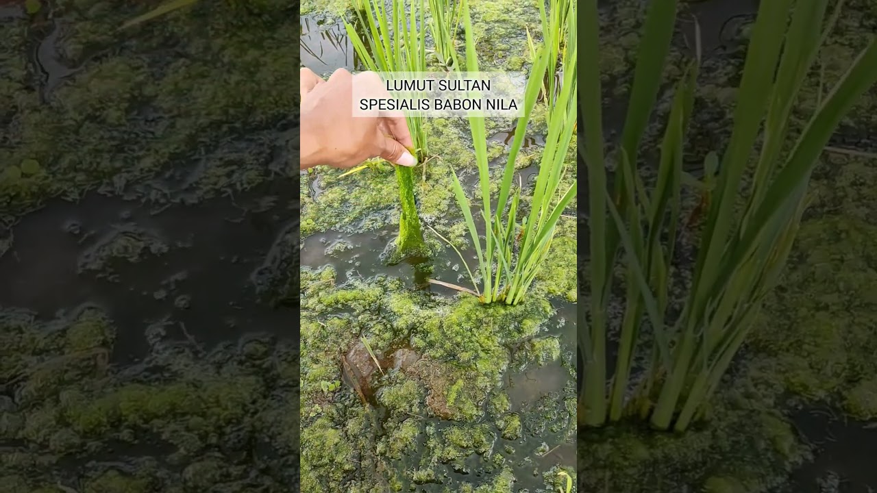 Jenis Lumut Yang Disukai Nila Babon ! #mancing #umpanjitu #umpan