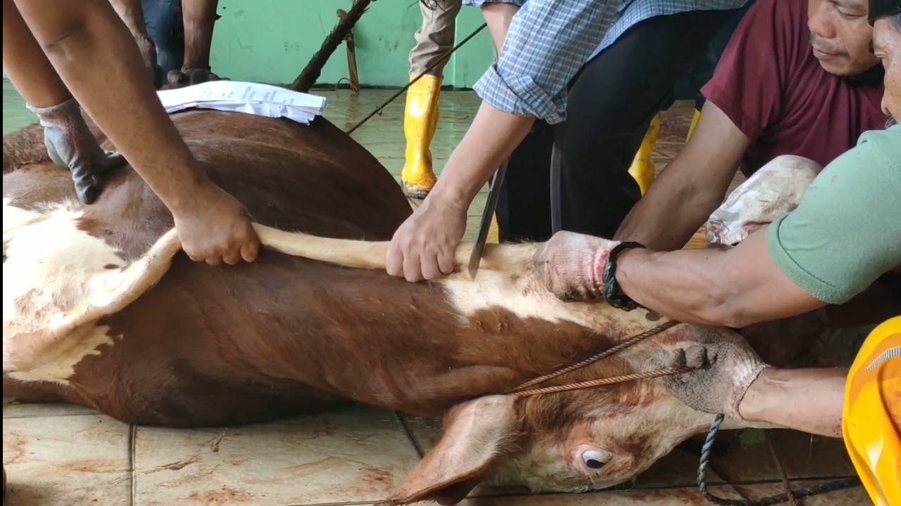 Sembelih Sapi Qurban Jumbo 2023 sekali tarik pake pisau super kecil 💦 || CEK DESKRIPSI #cow #bull 👇👇