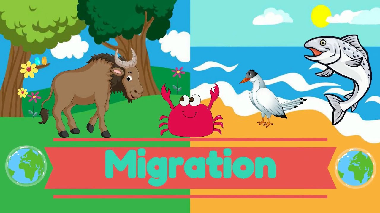 Migration - Science for Kids | @PrimaryWorld