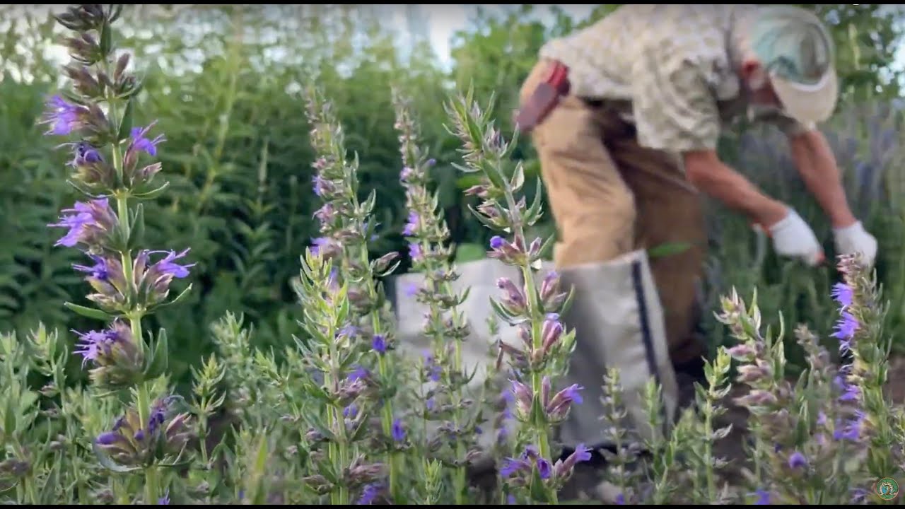 Hyssop - How to Grow and Harvest with Michael Pilarski "Skeeter"