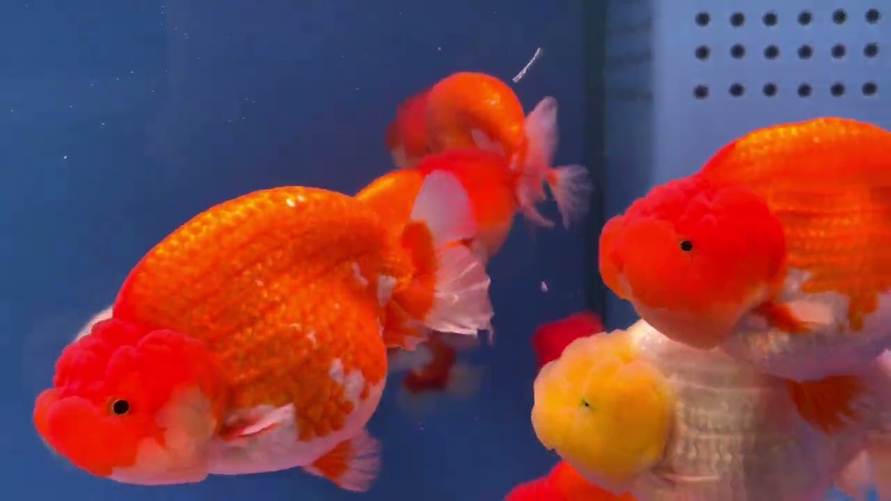 中國風金魚🐟現場一部分進口金魚～種類尺寸眾多～歡迎現場挑選
