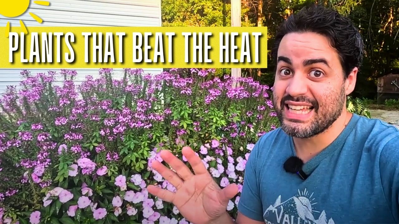 The 3 Best Heat Tolerant Flowers for FULL SUN!