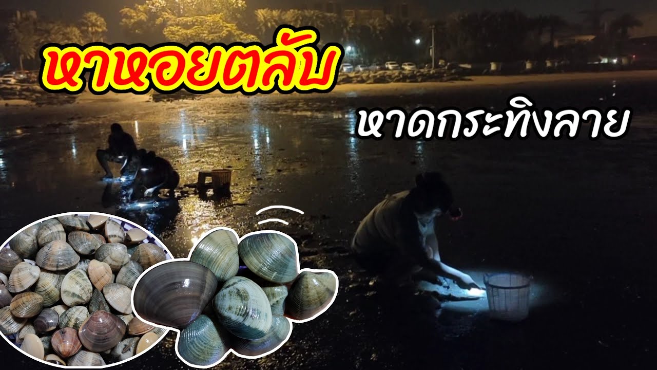 ครั้งแรกกับการหาหอยตลับ หาดกระทิงลาย บางละมุง ชลบุรี ม่วนหลาย มีแต่ตัวใหญ่ๆ