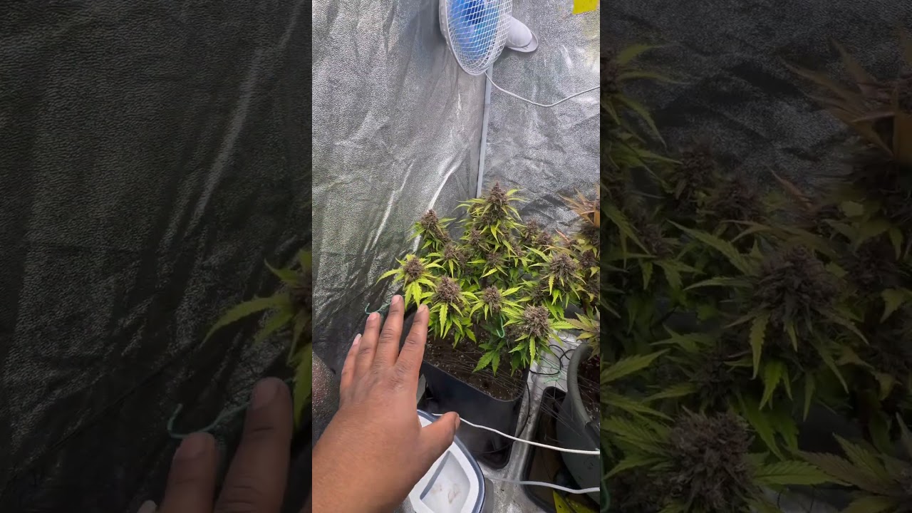 Final de cultivo | Diablo rojo XL Auto
