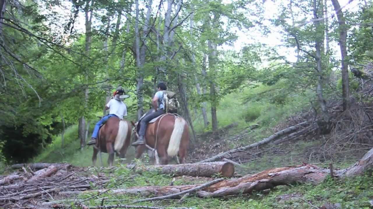 debardage a cheval a Molines en Champsaure