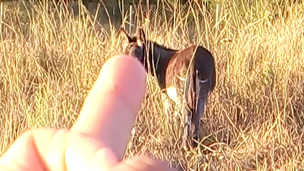 UN BURRO GAY? Cuando te encuentras con uno de ellos