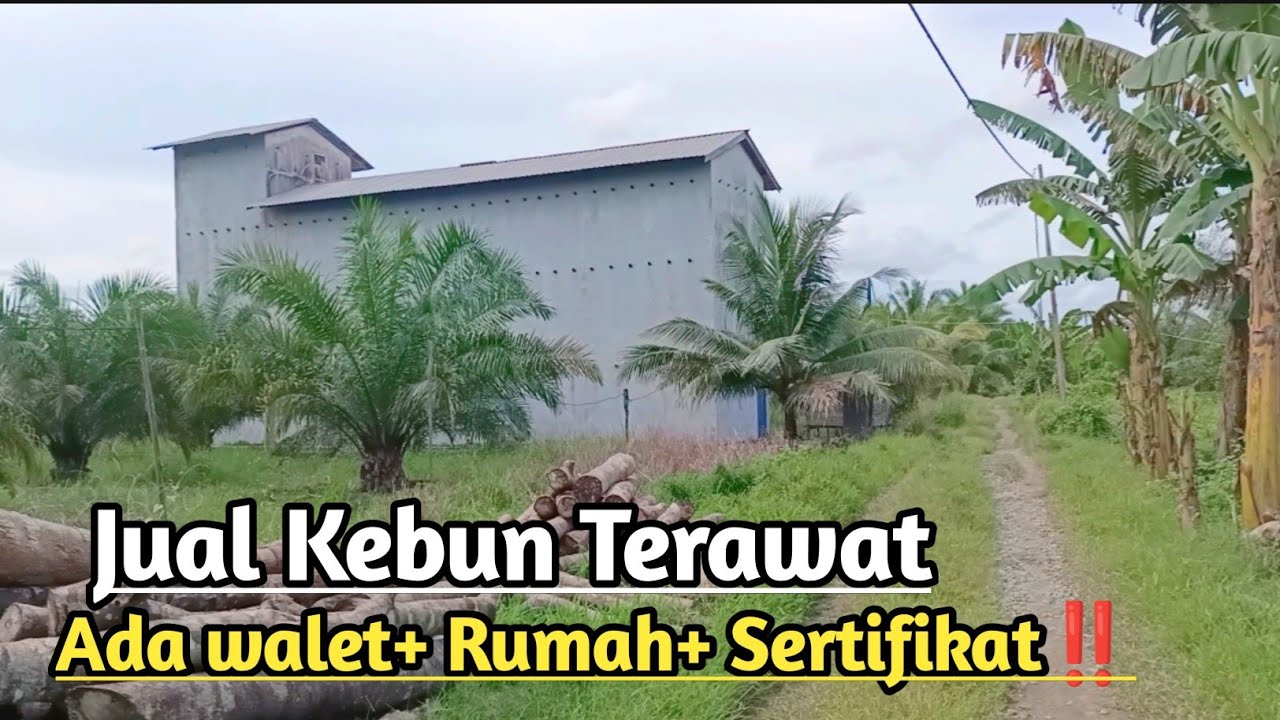 INI KEBUN TERBAIK YG MAU DIJUAL‼️