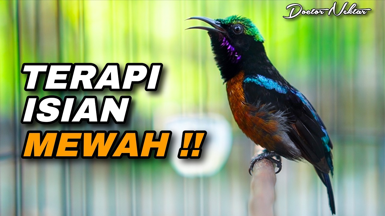 TERAPI KONIN FULL ISIAN TAJAM COCOK UNTUK DONGKRAK EMOSI BIRAHI KOLIBRI NINJA AGAR CEPAT GACOR