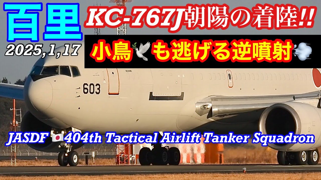 KC-767J🇯🇵🈳中給油輸送機✈️⛽️朝陽浴びて怒涛の逆噴射💨着陸にビビりまくる野鳥(小鳥)の群れw迫力の大型機!! #百里基地　#小牧基地　#404SQ