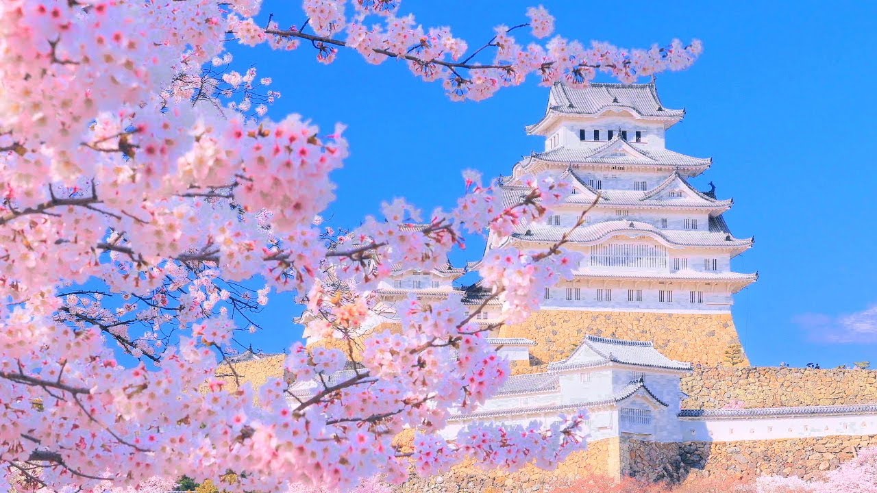 4K映像 桜の名所「姫路城の桜Ⅰ 三の丸」Japan Cherry Blossom  Himeji Castle 世界文化遺産 日本の四季 春 姫路市 4月上旬 お花見 絶景自然風景観光旅行 8K撮影