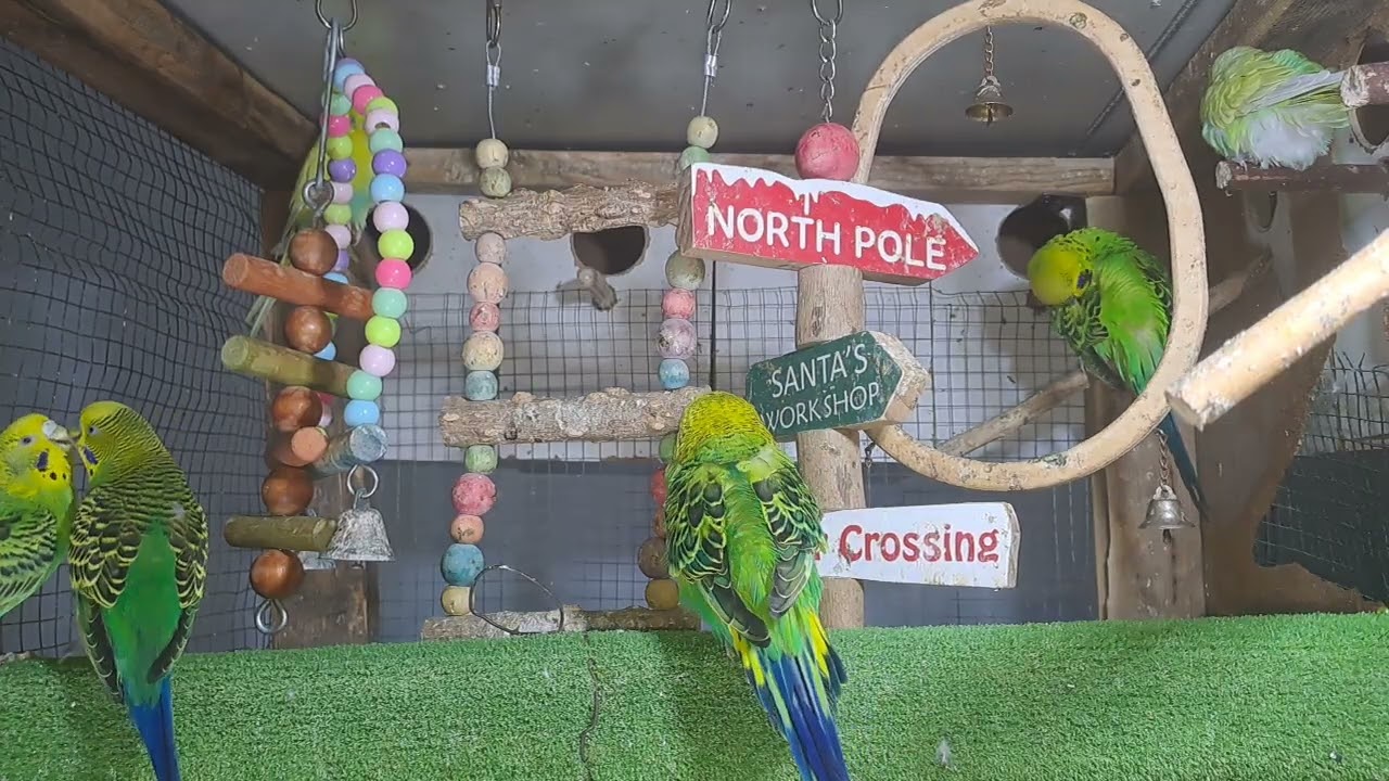 “This parrot knows all the words 🗣️🦜 #BirdTok”
