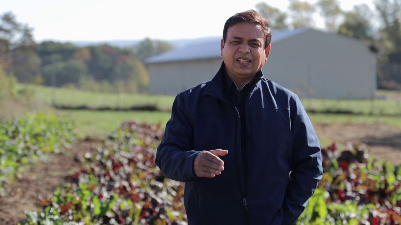 Cercospora Leaf Spot