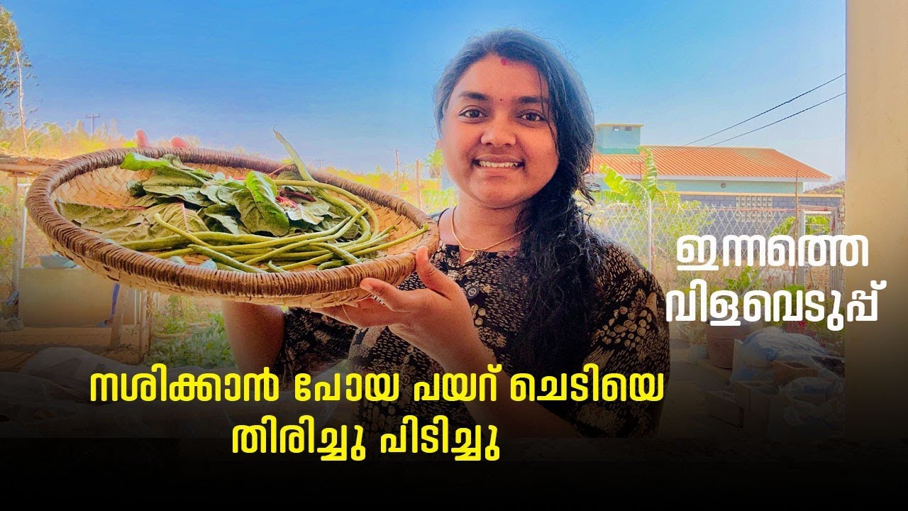 നശിക്കാൻ പോയ പയർ ചെടിയെ തിരിച്ചുപിടിച്ചു ഇന്നത്തെ വിളവെടുപ്പ്#africa #lifeofarunsumi 