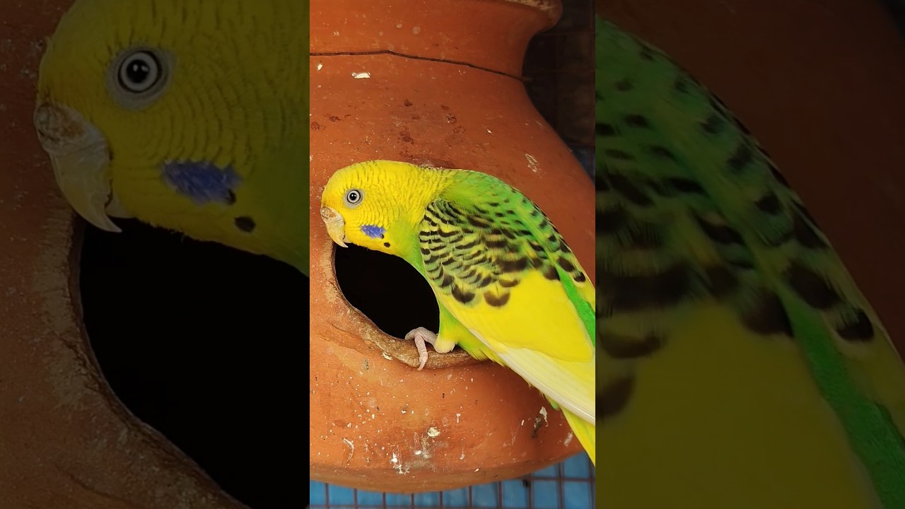 BUDGIE'S Breading Tricks 🤔🤫 