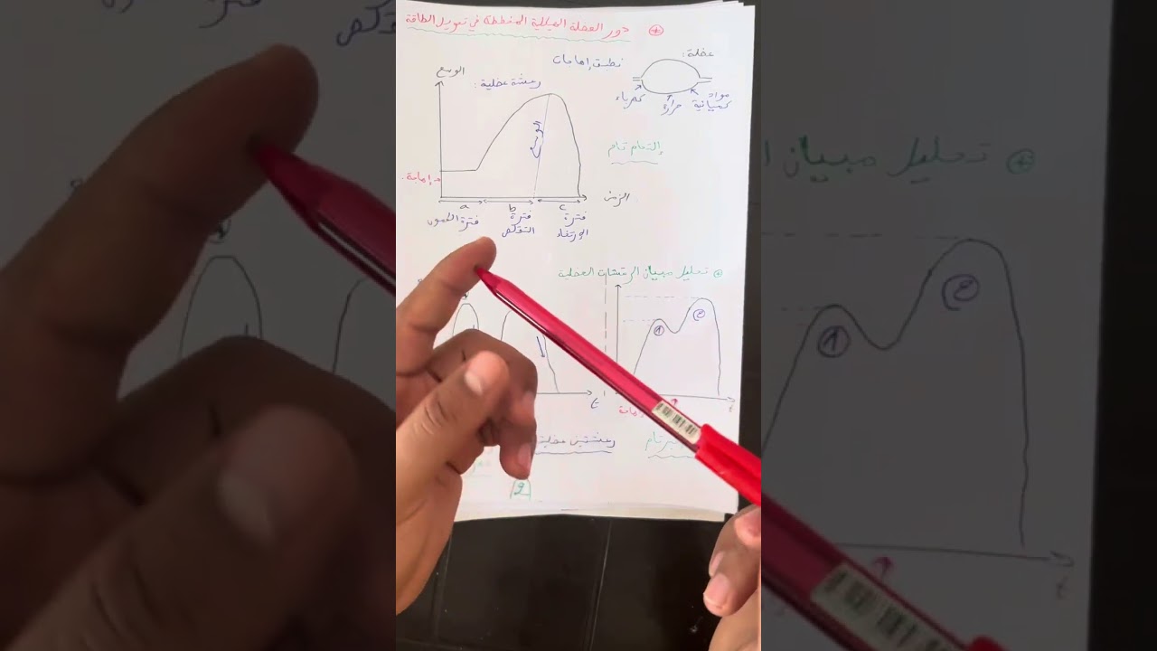 تلخيص دور العضلة الهكيلية المخططة في تحويل الطاقة الاستعداد ispits