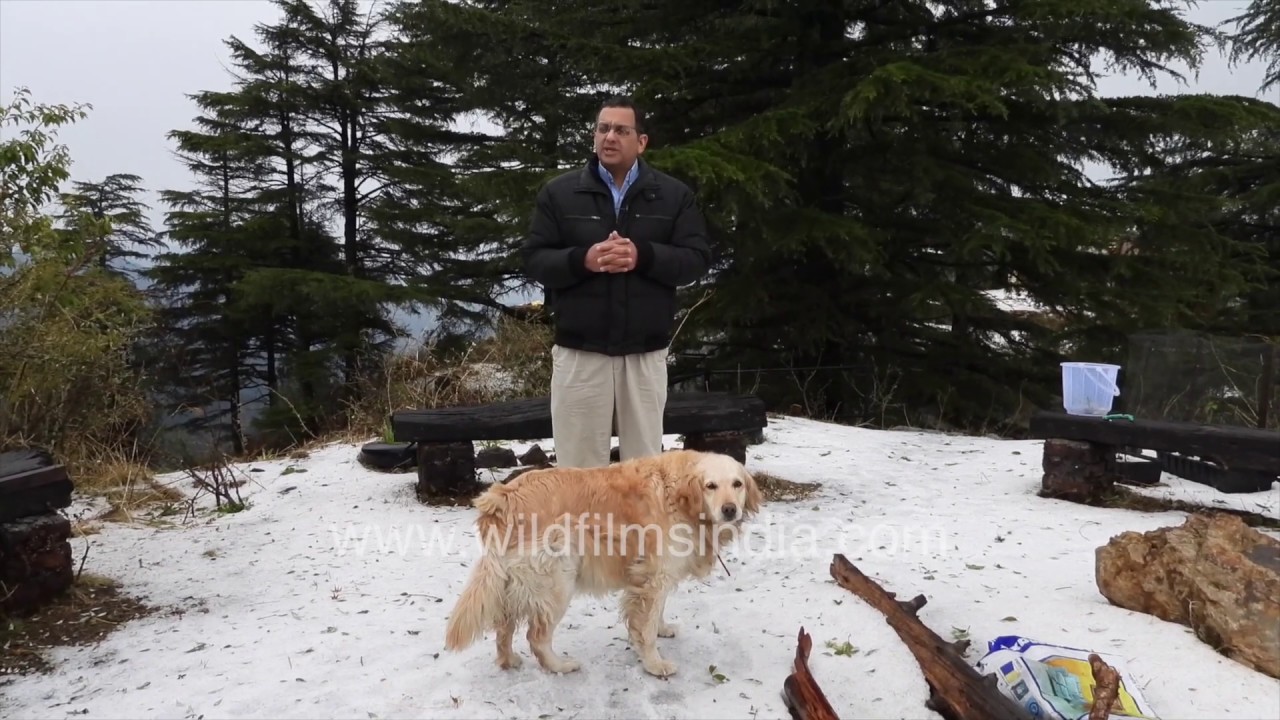 Hailstones hit the middle Himalaya - Rupin Dang explains the phenomenon and assesses the damage