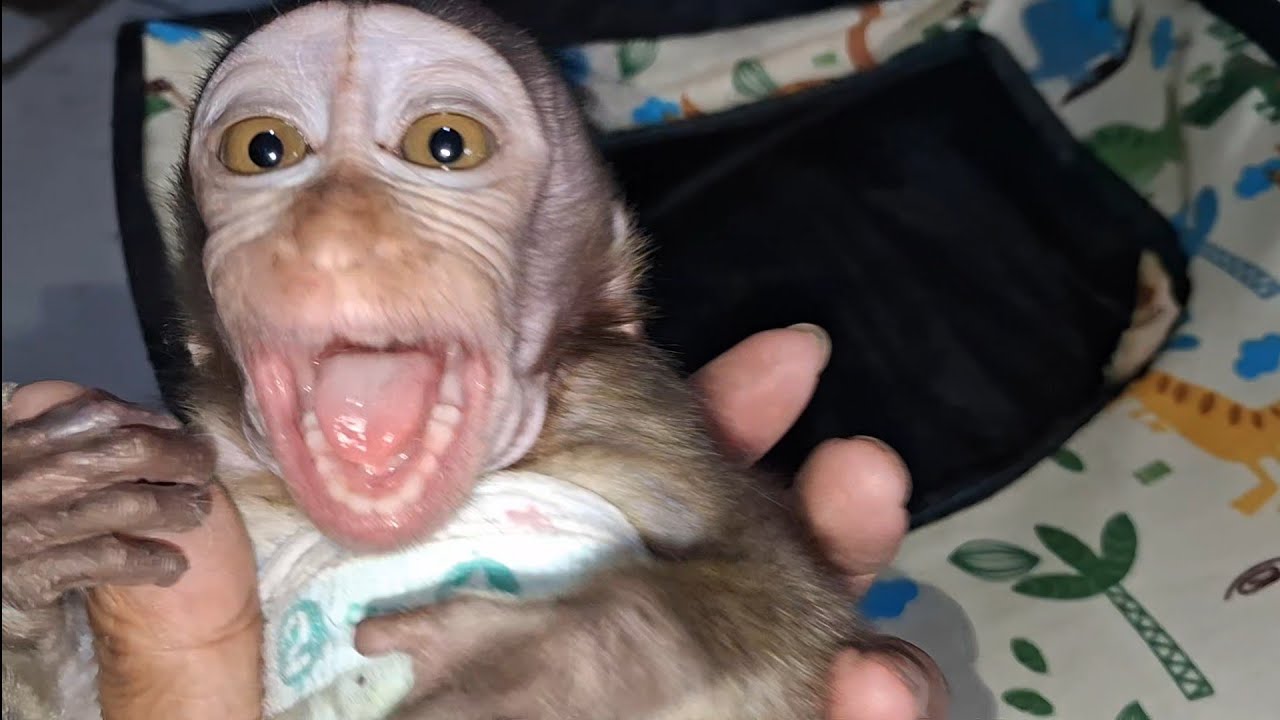 baby monkey wakes up and asks to be carried