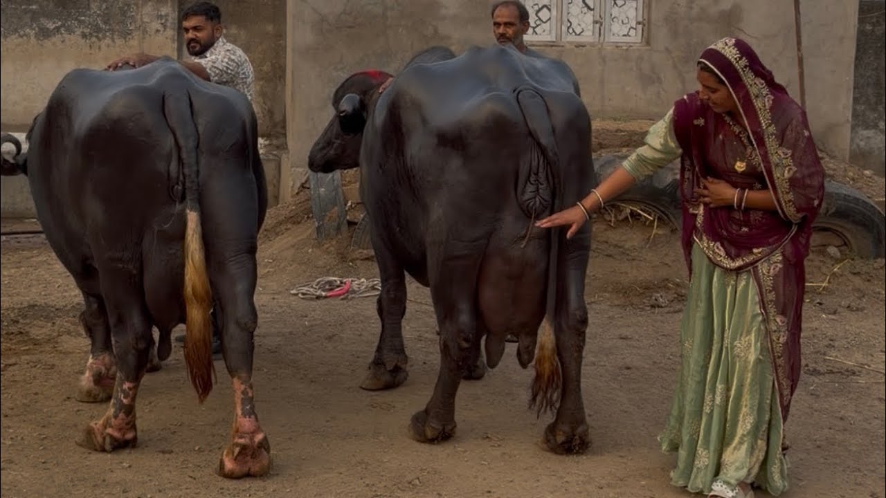 26 लीटर दूध देने वाली जाफराबादी भैंस यहां से खरीदें गुजरात भावनगर