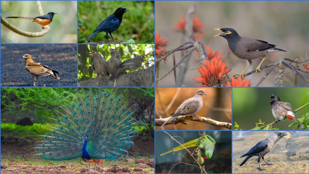 15 भारतीय पक्षियों की अद्भुत और अनोखी आवाज।15 Outstanding  Voices of Indian Birds 🇮🇳