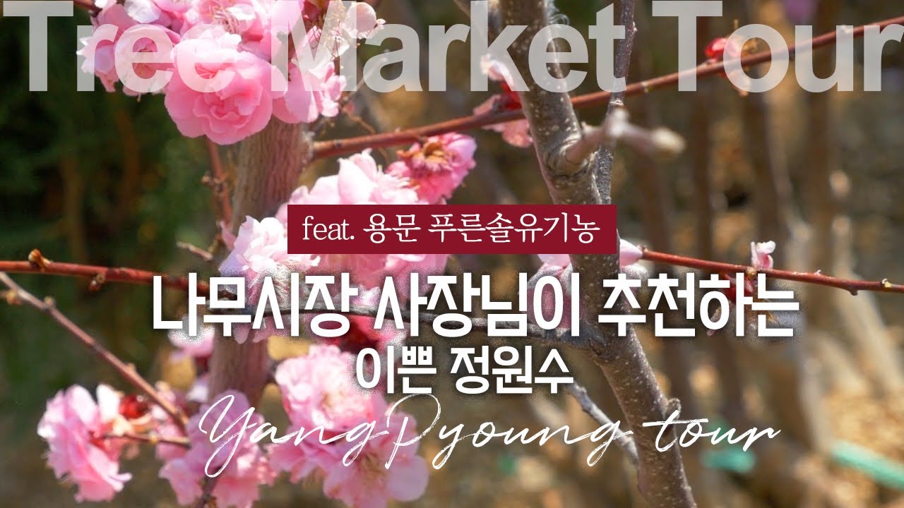 SUB) 꽃집 사장님이 추천하는 정원수! 그리고 지금 사야하는 일년초와 노지월동꽃들