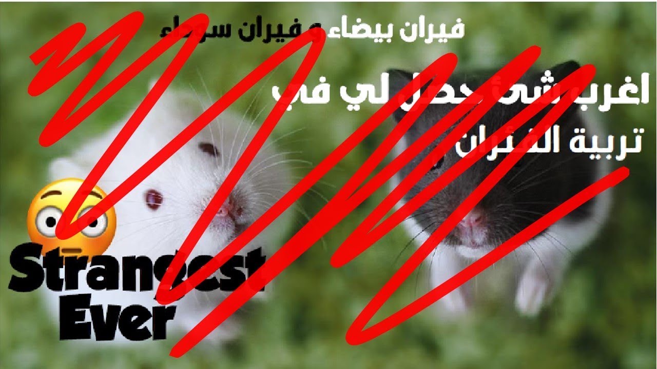 النهاية !! أخر فيديو عن الفار الأسود ! كفاية بقي       I QUIT