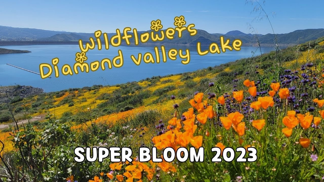 Super Bloom 2023 Diamond Valley Lake Wildflower