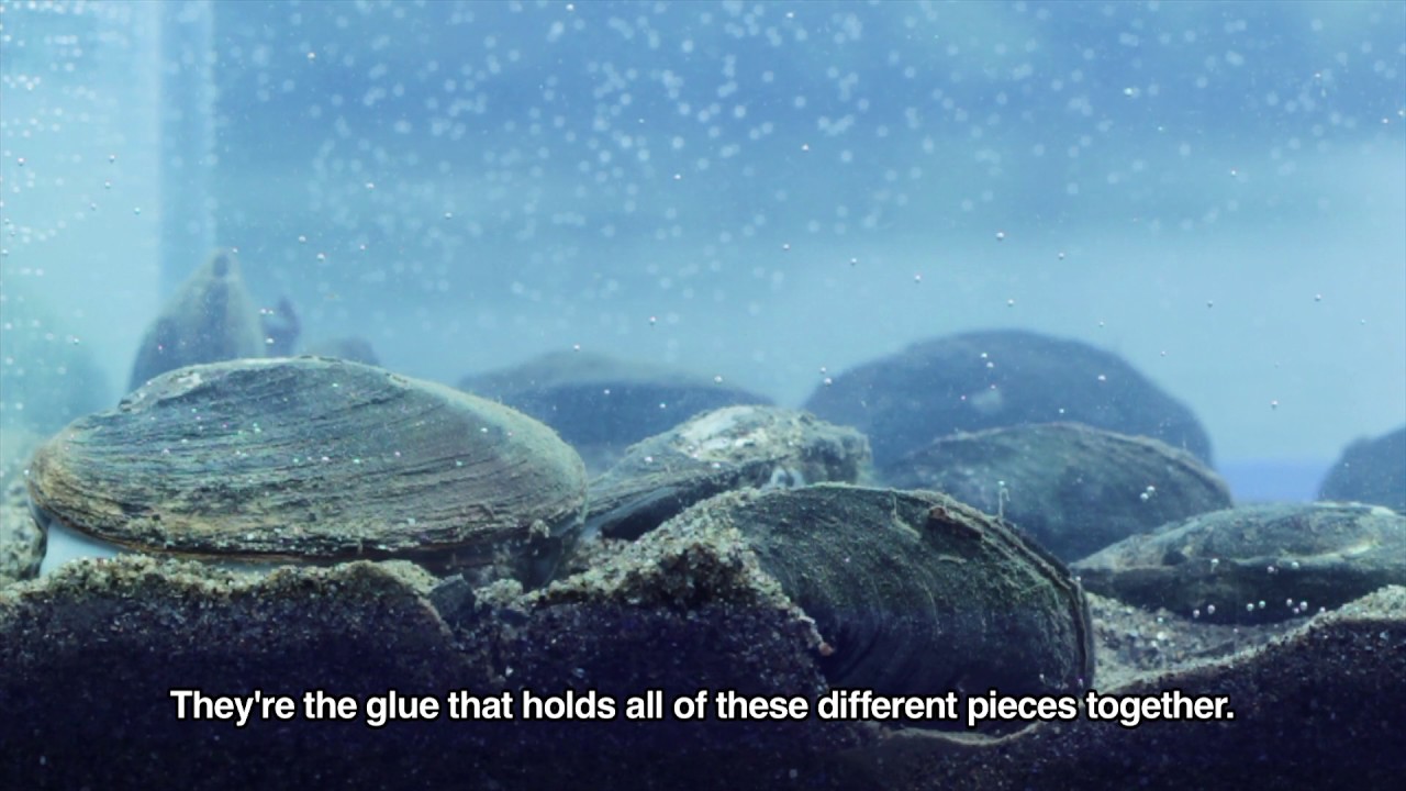 Mussels at Work: A Time Lapse Demonstration