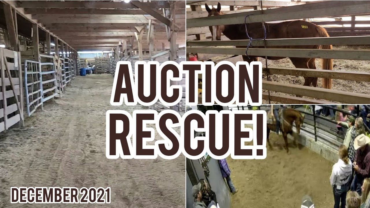 Back at the Horse Auction! Saving equines from slaughter + riding evaluation