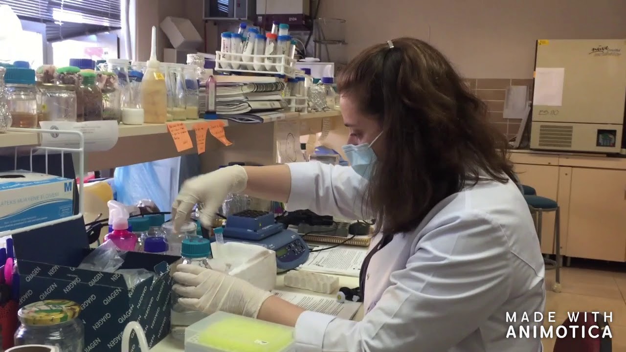 GENETİK LAB.- SRY Geni Analizi 1.  Basamak: DNA İzolasyonu