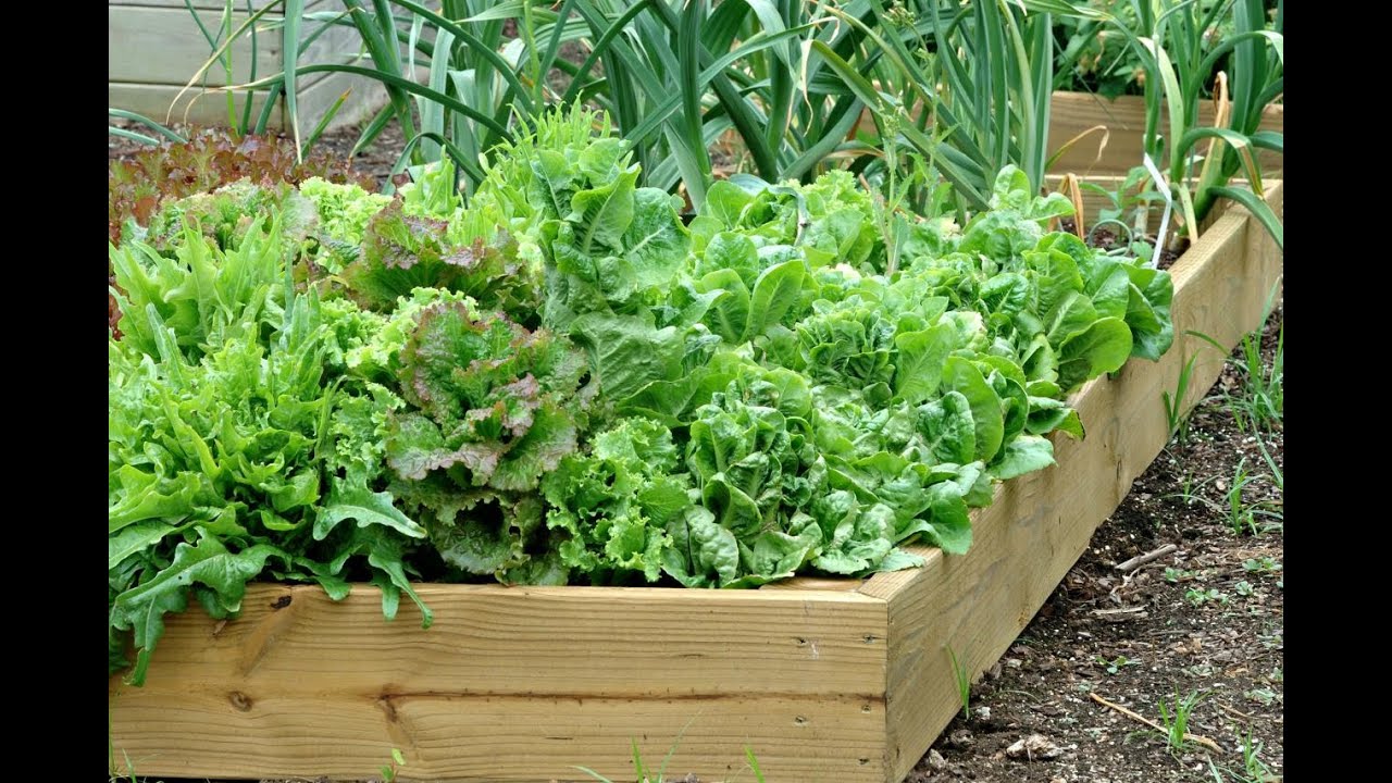 Garden Talk: Container Gardening Basics