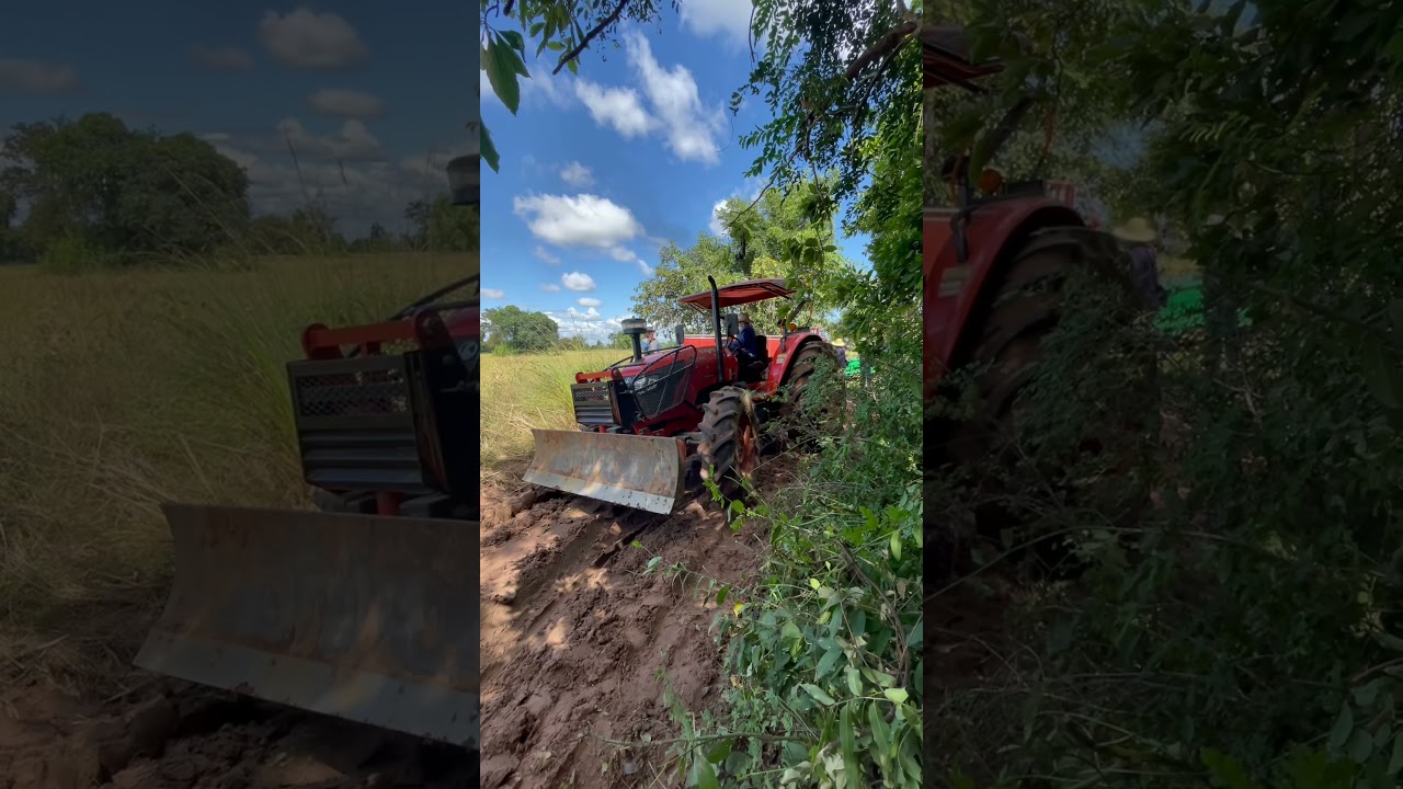 Kubota tractor transport rice from the field