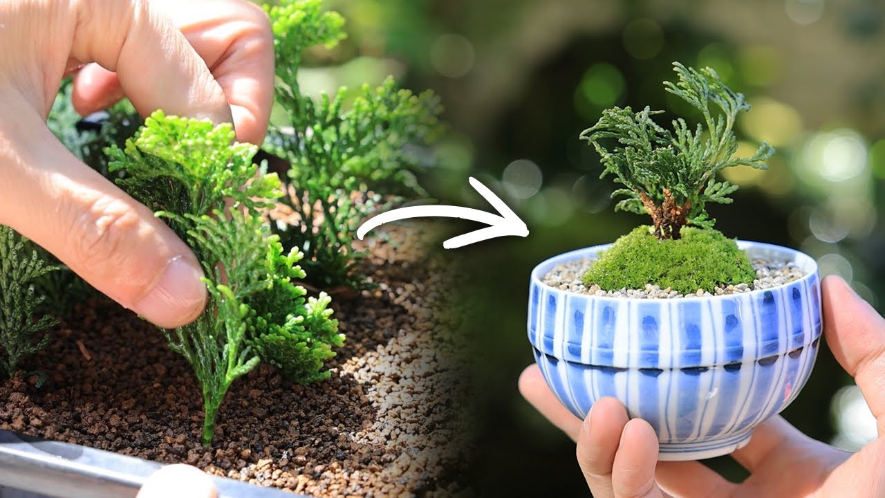 挿し木ヒノキの湯呑みミニ盆栽～小さな苗を3本株立ちに～【Bonsai diary 盆栽日記 2/24】初心者の簡単園芸、盆栽の作り方 津山檜 Cypress 植え替え ミニ盆栽 EOS R5撮影