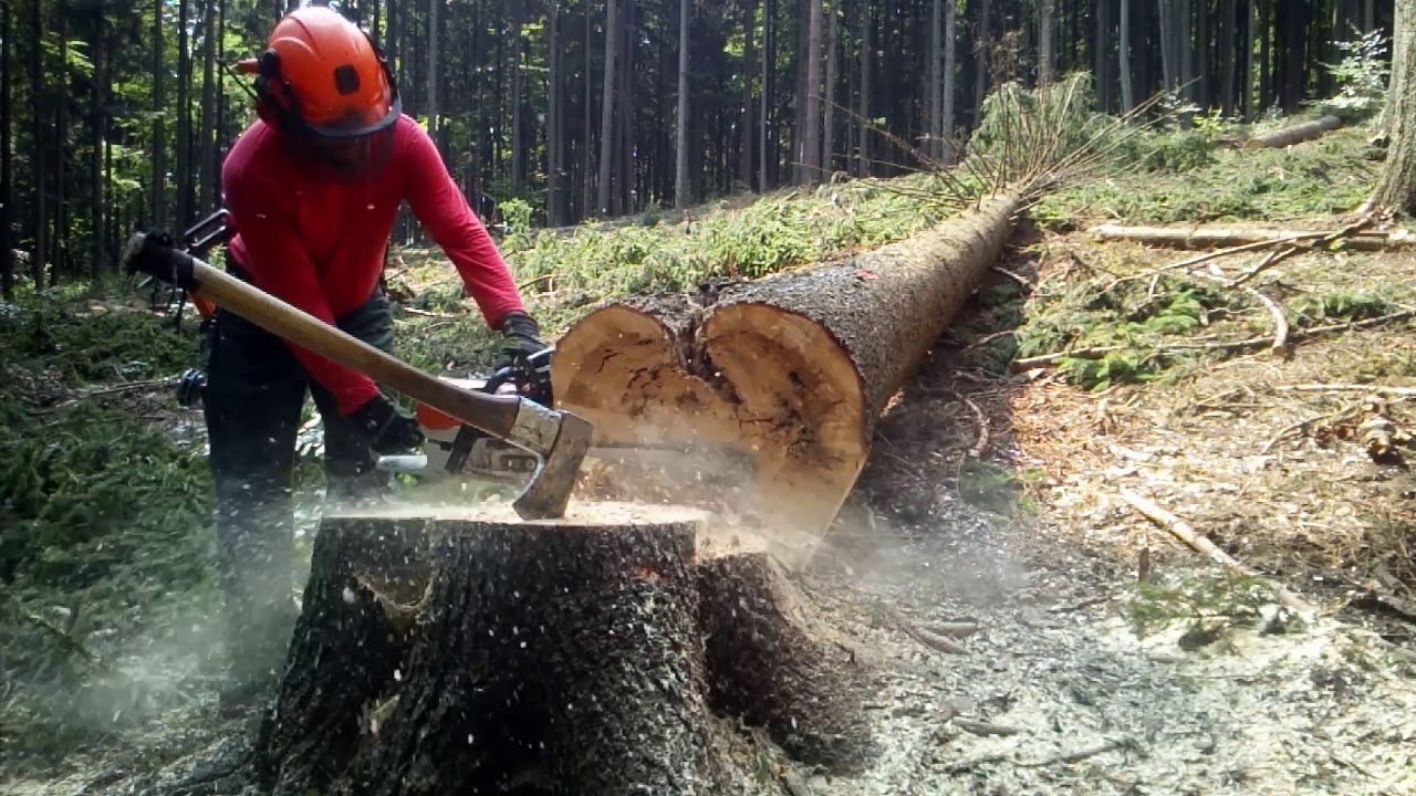 Working in forest, 276-2019, Im wald arbeiten, Pr&aacute;ce v lese 🇨🇿