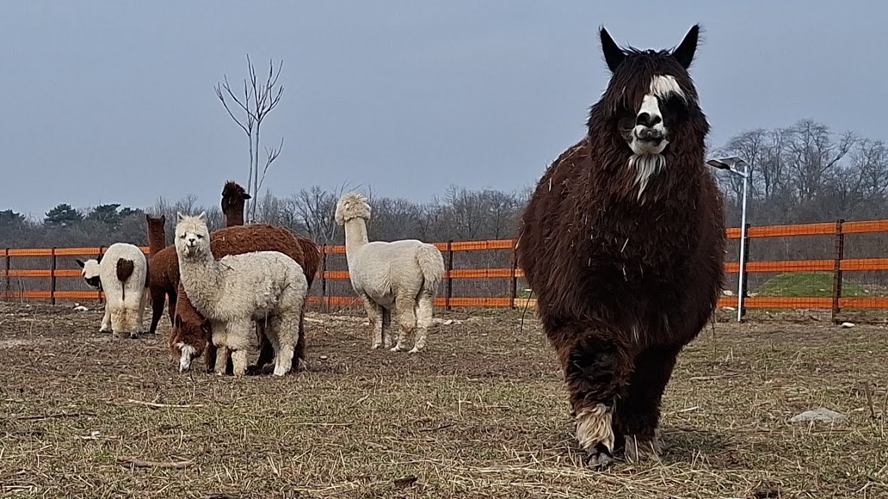 Alpaca din Valea Ciutelor mi-au furat inima!