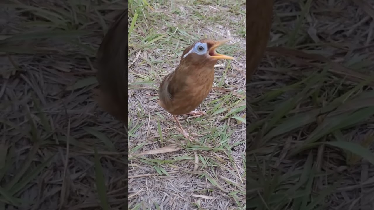 Hoạ mi chiến mất đôi hót siêu hay 