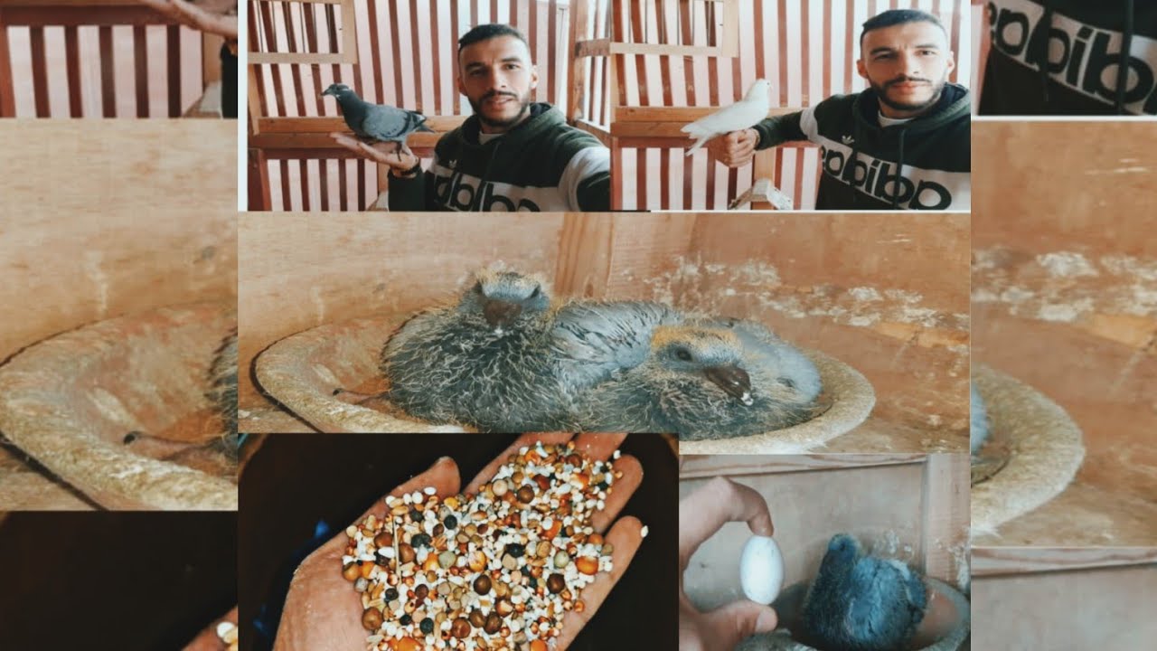 كيفية تهييء الحمام لمرحلة الإنتاج و الحصول على زغاليل أقوياء + خليط جد ممتاز لهده المرحلة شاهد معنا🙏