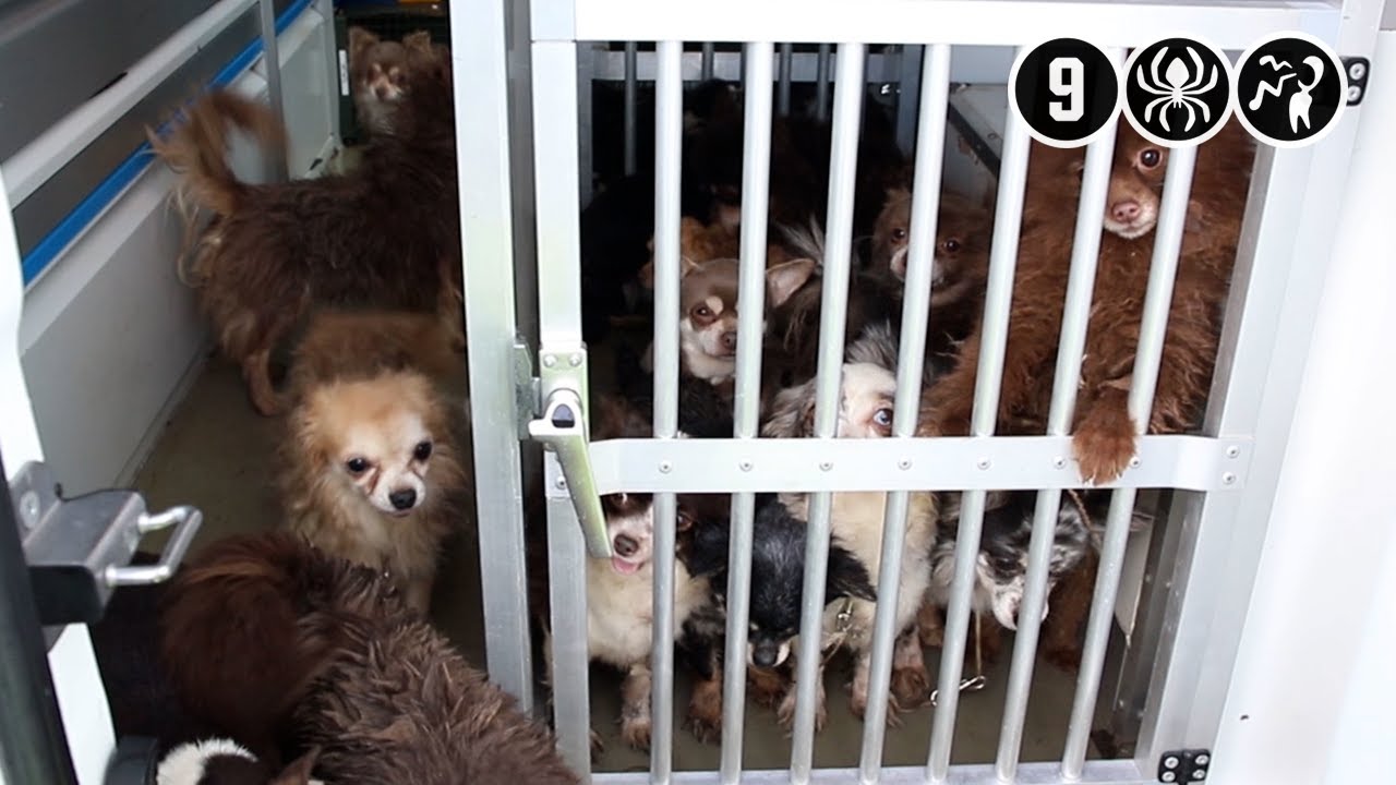 Geldermalsen: 24 verwaarloosde hondjes achtergelaten