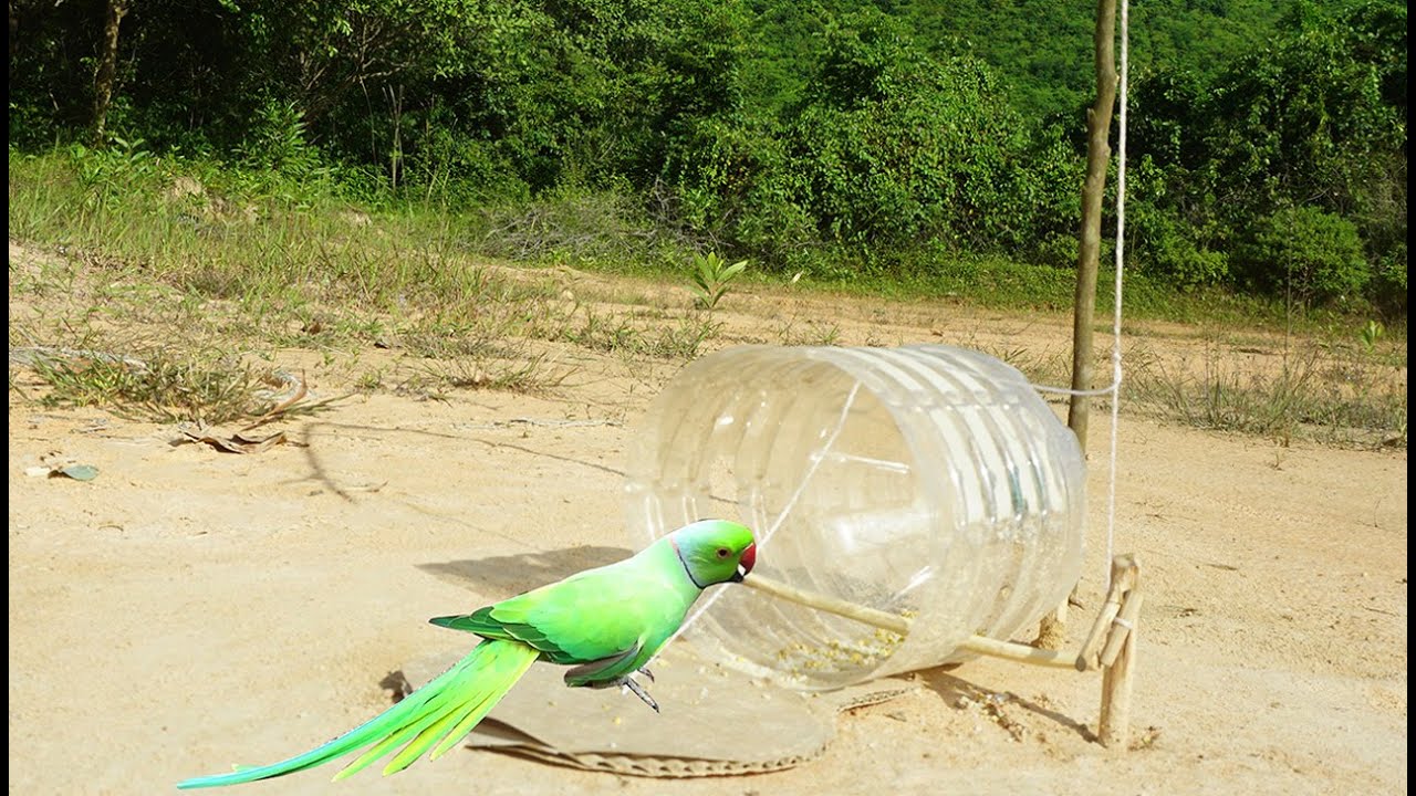 Awesome Quick Parrot Bird Trap Using Plastic Bottle - How To Make A Parrot Bird Trap