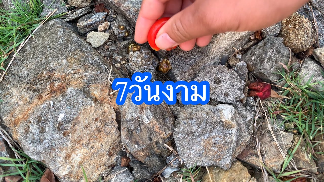 วิธีเพาะมะเขือเทศเมล็ดสดง่ายๆ 7วันงาม