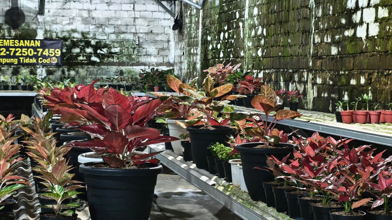 Tanaman Hias aglonema