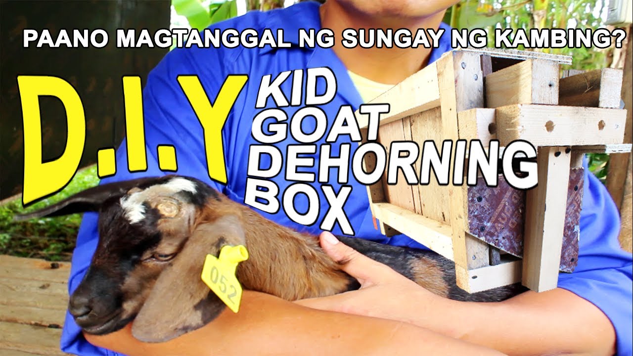 PAANO MAGTANGGAL NG SUNGAY NG KAMBING | PART 1